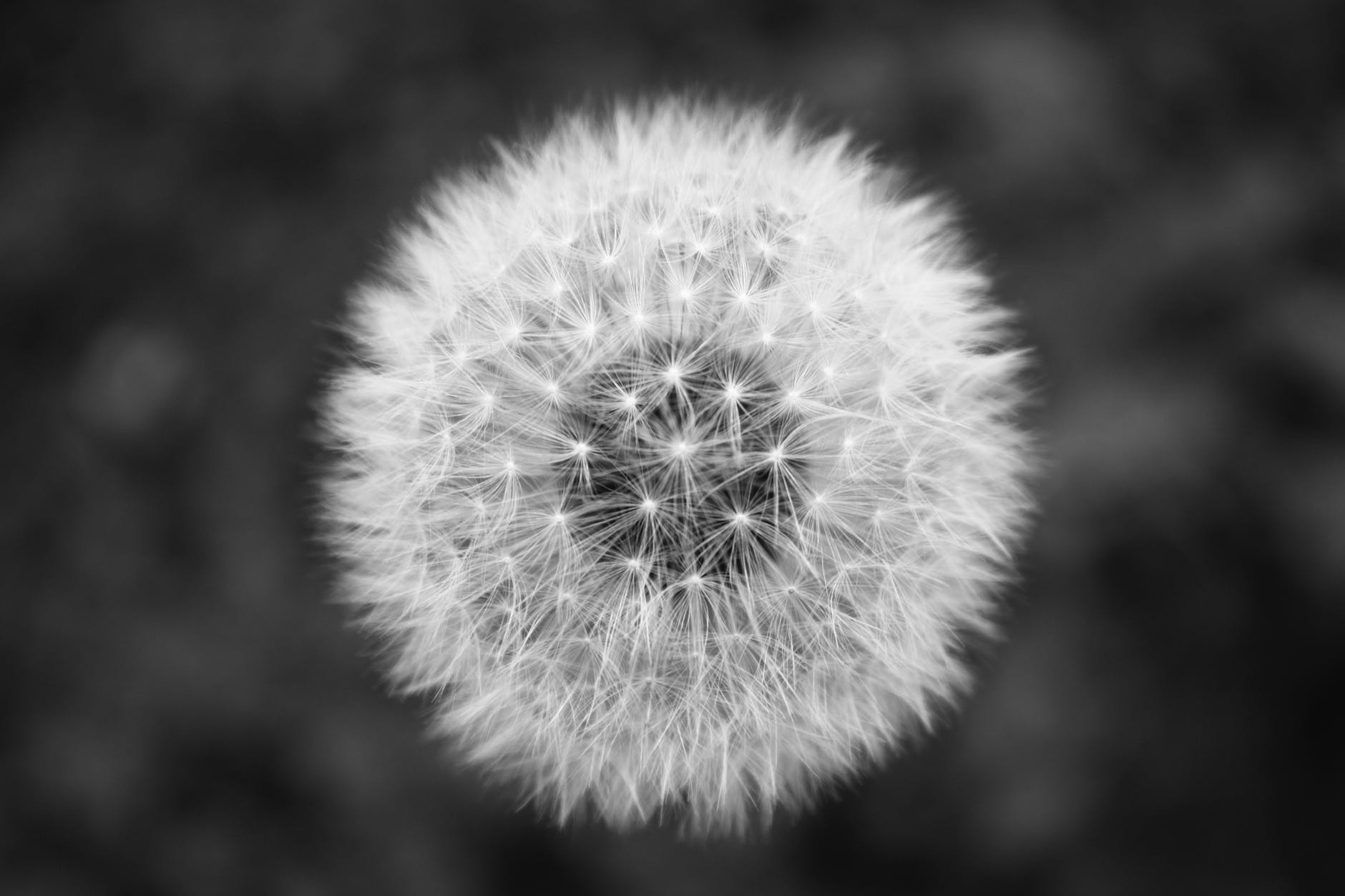 black and white flower dandelion minimal